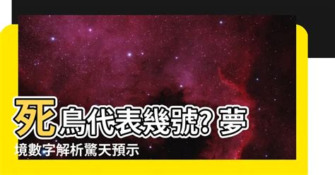 死鳥代表幾號|夢到鳥死了